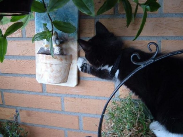 Котовторник!