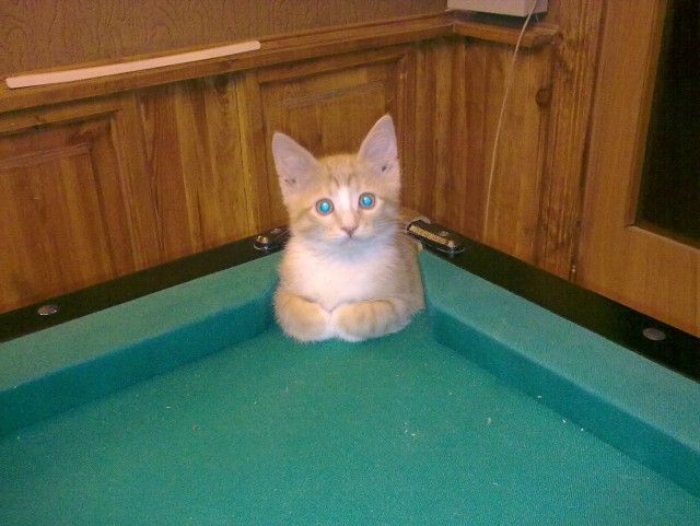 Котовторник 20.12.2011