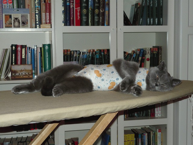 Котовторник (07.02.2012)