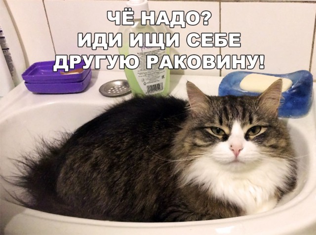 Забавные фото котеек