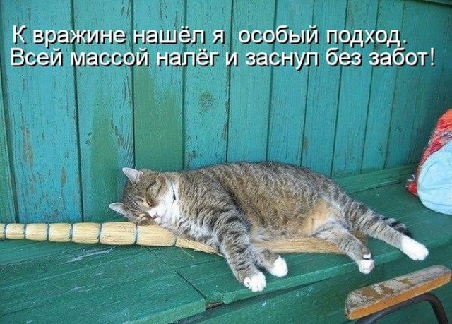 Картинки с котами и про котов