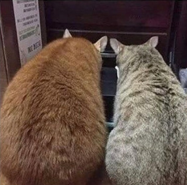 Забавные фото котеек