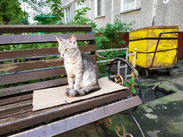 Забавные фото котеек