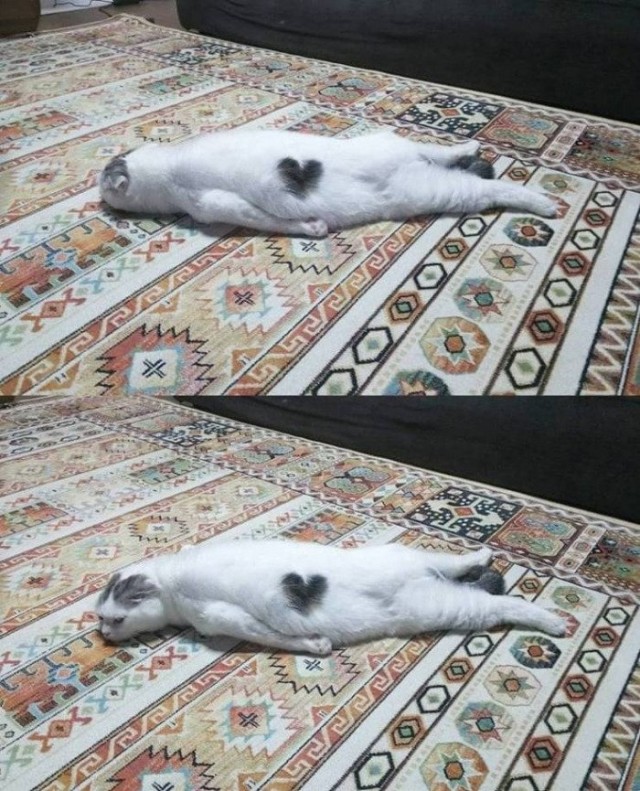 Забавные фото котеек