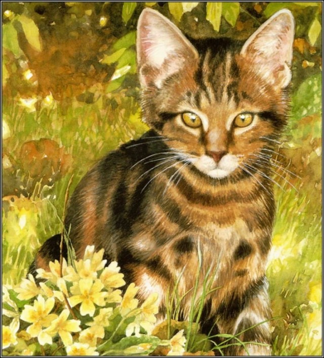 Забавные фото котеек