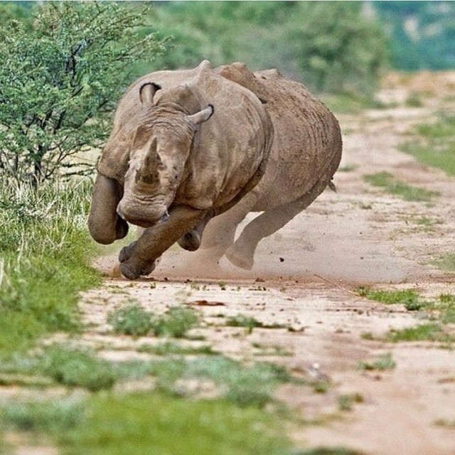 Живность из сети