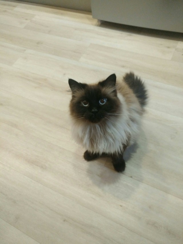 Собакочетверг. Нам сегодня 7 лет!