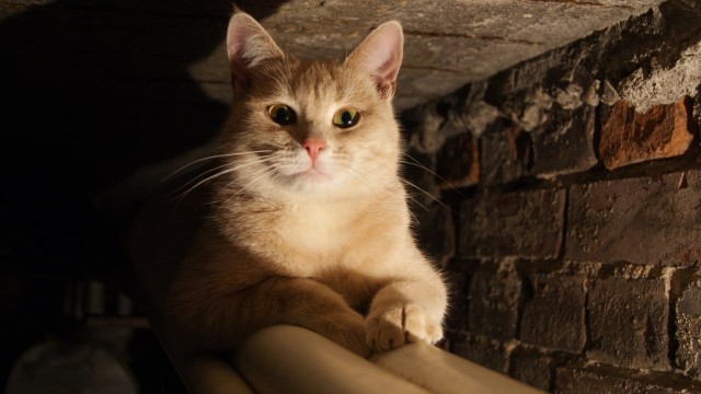 Котофеев пост