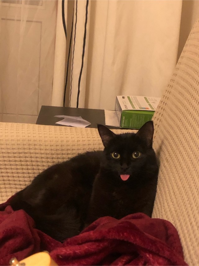 Коты, которые нас порадовали!