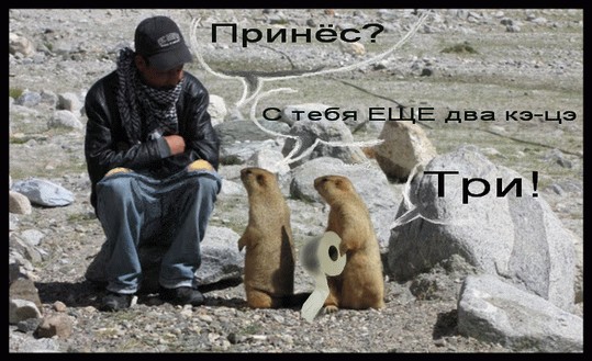 Сурки-гопники