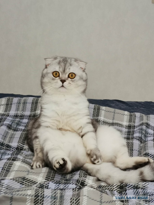 По просьбам в теме ниже. Реальный котовторник!