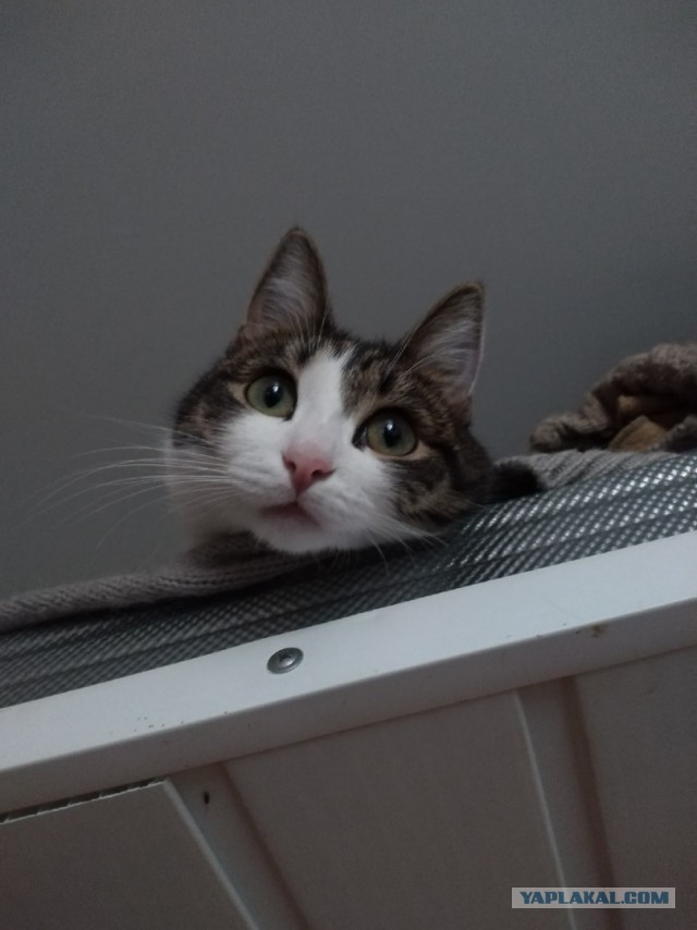Котовторник 17.11.20