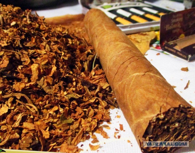 Семена табака для начинающих табаководов