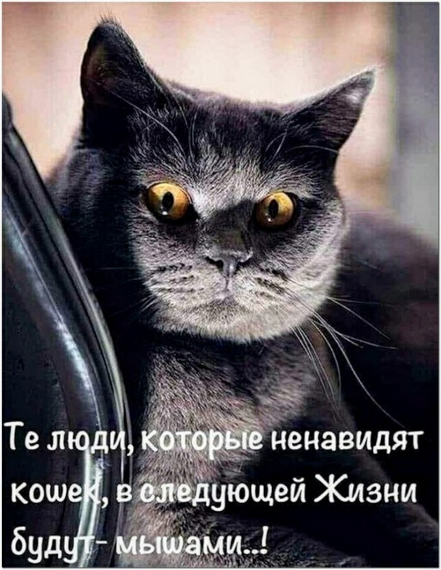 Картинки и мемы для настроения