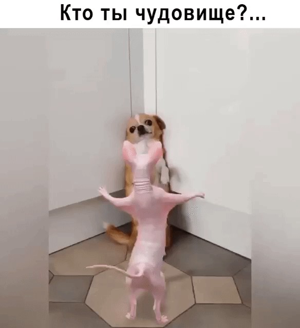 Картинки и мемы для настроения 020