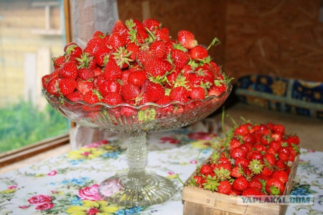 Вот моя деревня-2