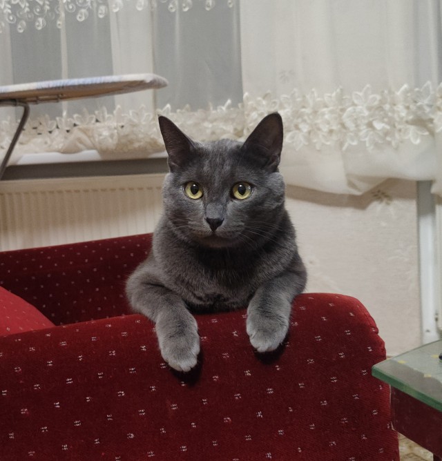 Котовторник 17.01.23