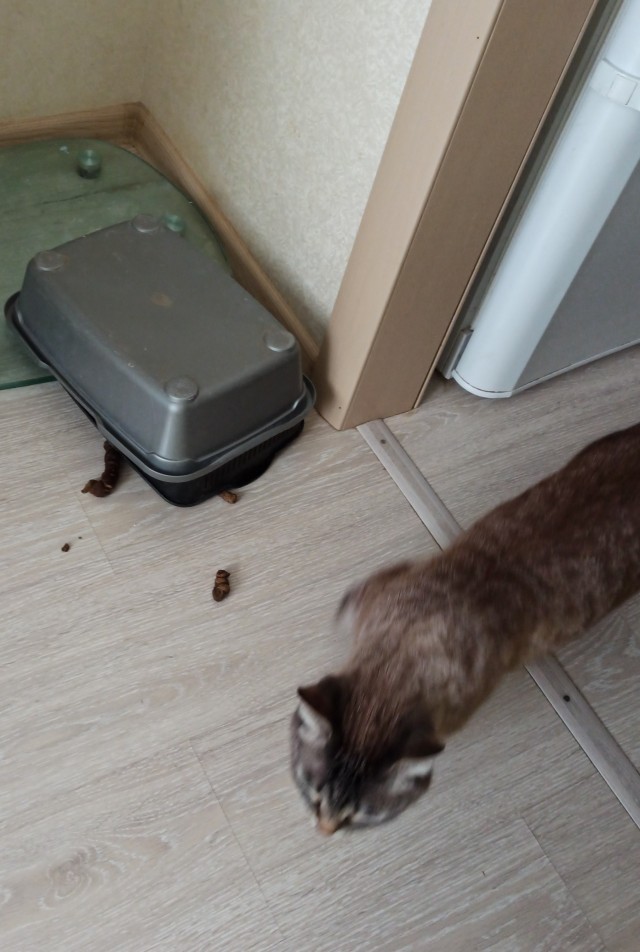 К котовторнику