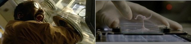 Ученые оживили пролежавших 46 тыс. лет в вечной мерзлоте Сибири червей