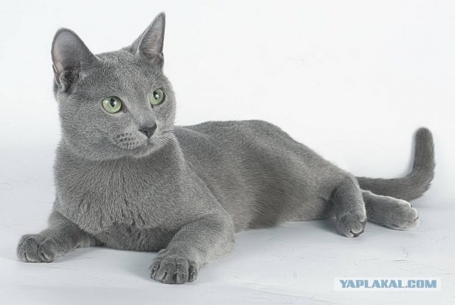 Кот и его сын