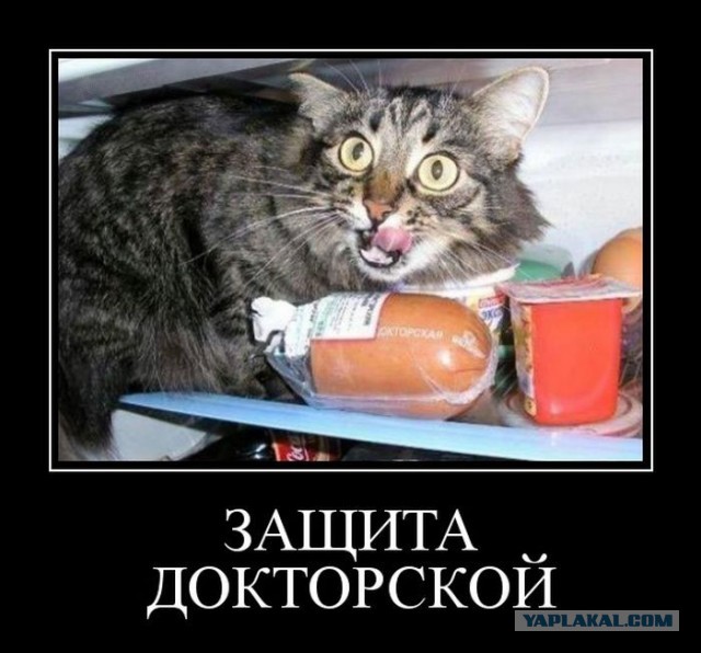 За 12 лет число защит кандидатских в РФ сократилось более чем на 60%