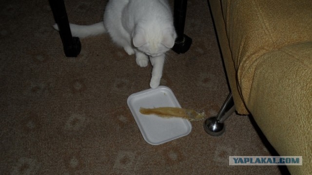 Котовторник  07.05.2013