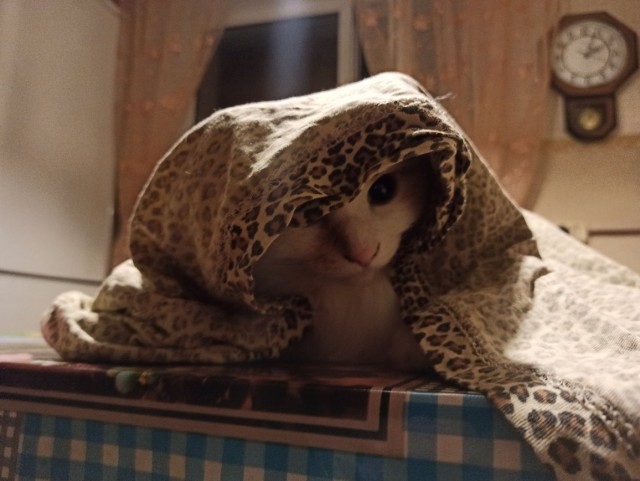 Нужна помощь по котейке!