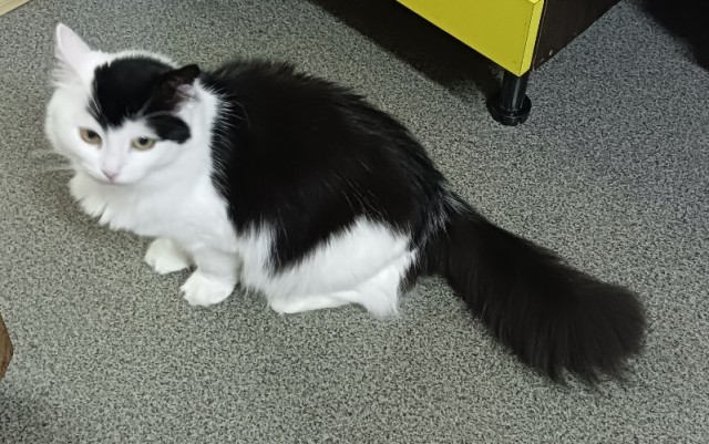 Очумелые Пёрышки