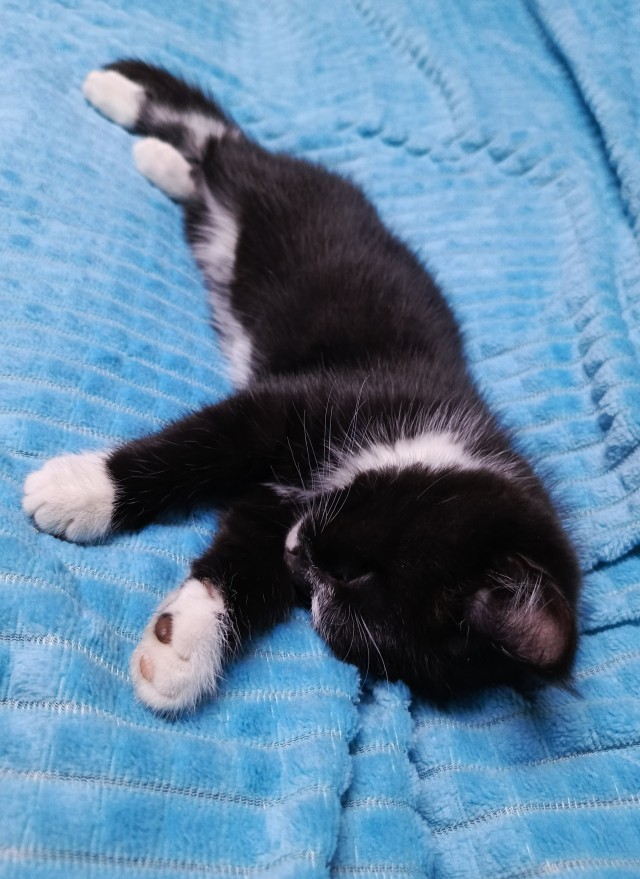 Сегодня котовторник