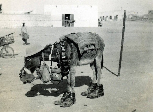 Тактический осёл