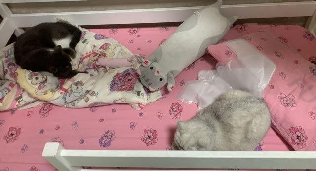 Котовторник.11.02.2025.