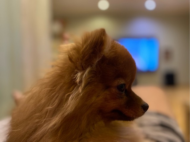 Умница и красавица шпиц срет куда попало