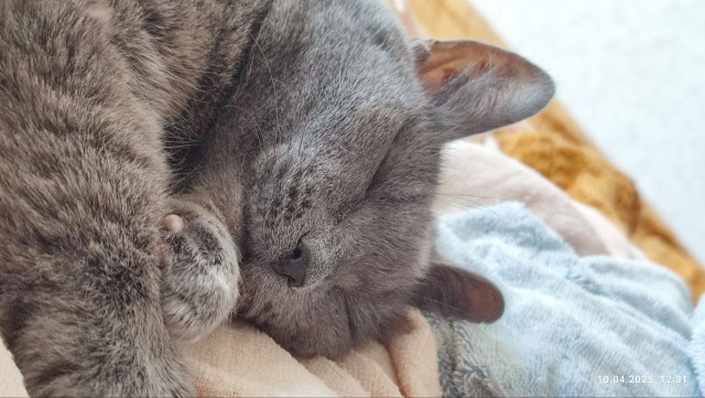Спящий кот