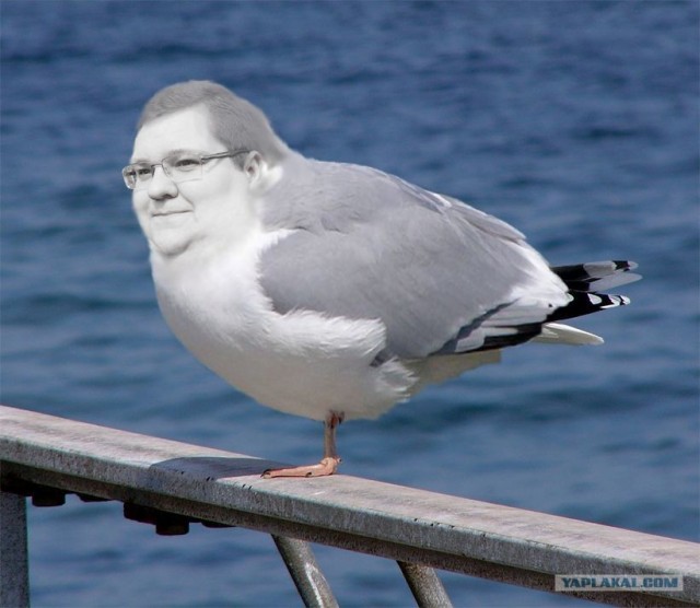 В Крыму заметили тех самых чаек из мультика «В поисках Немо».