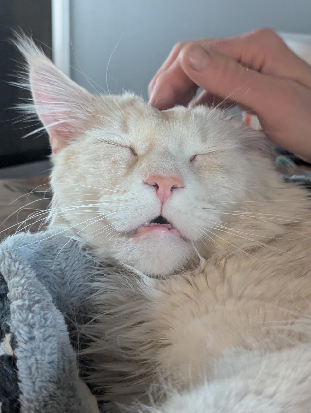 Кот мейн-кун, о котором не заботились