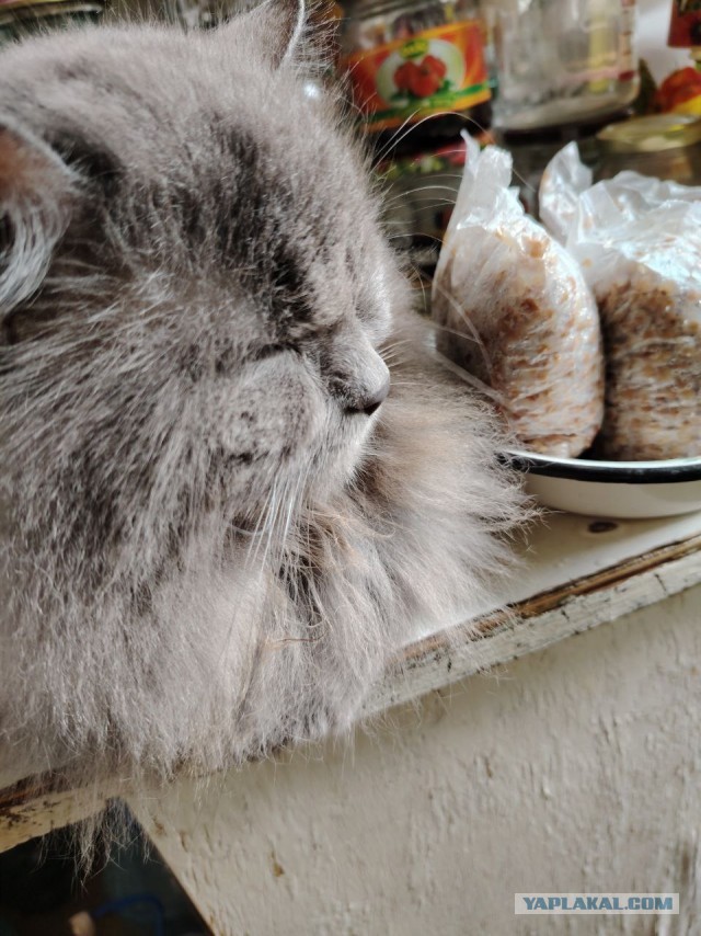Друзья, как приручить котяру? Дикого.