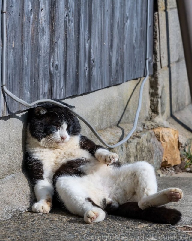 Котиков много не бывает))) отдохните от суетного мира