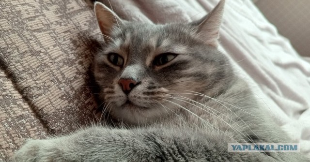 Очередной котовторник