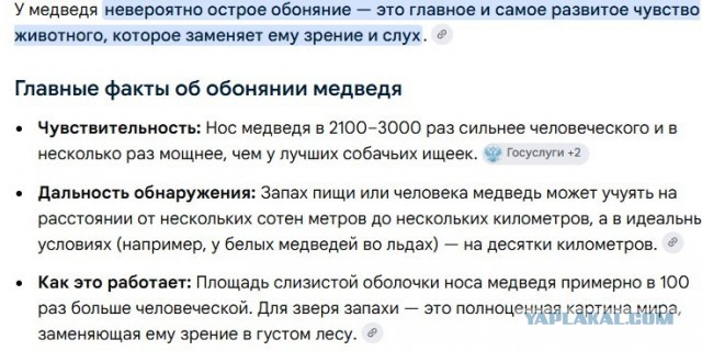 Кладбищенский хоррор из Магадана: медведь раскопал могилу и съел труп женщины