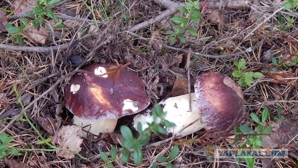 Тихая охота