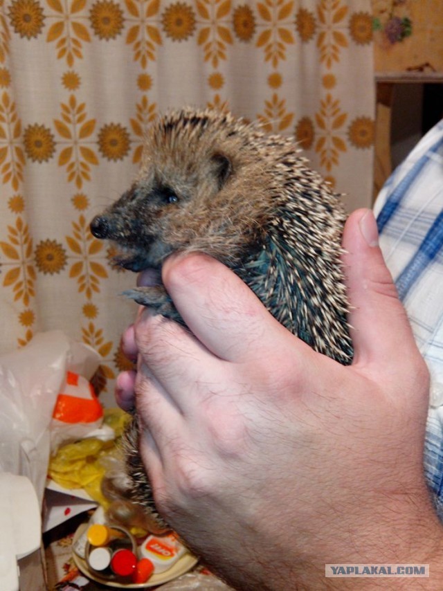 Чем ежики лучше кошек