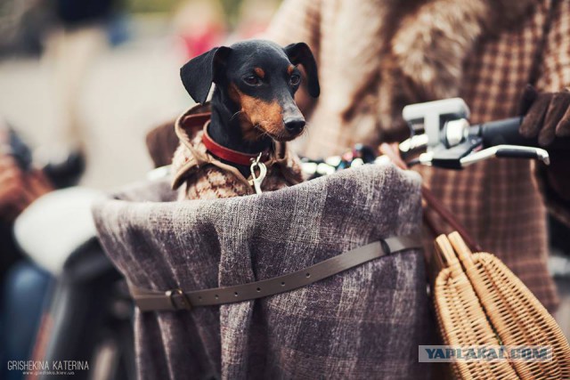 Киевский «Tweed Run» 2013