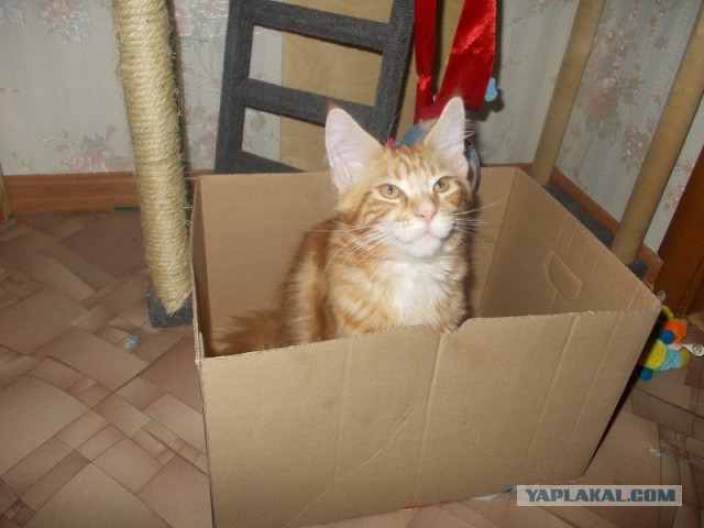 Котовторник 12.11.2013