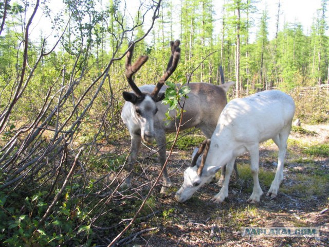 Поселок Черский