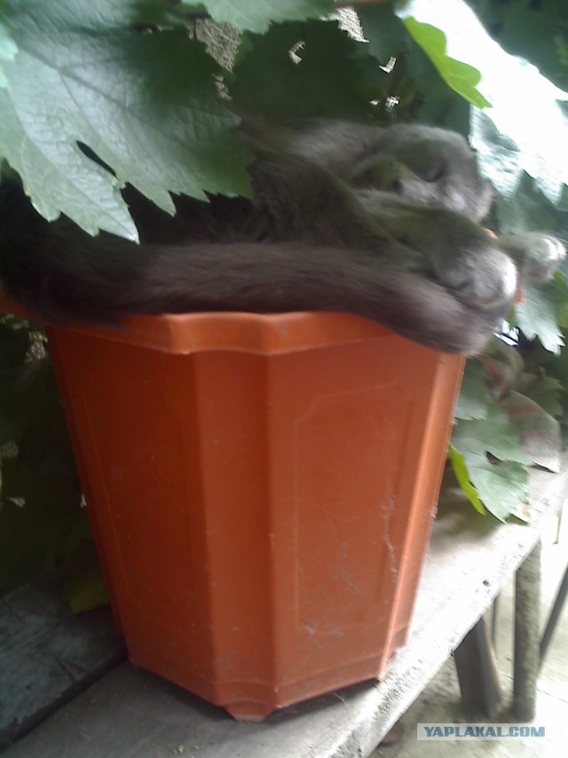 Котовторник 04.03.2014