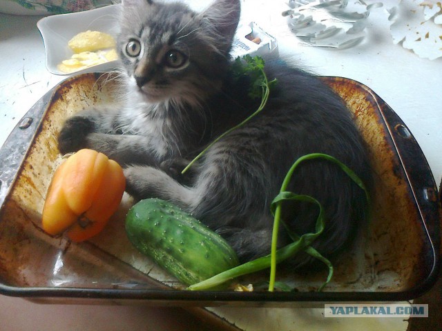 Котовторник 18.03.2014