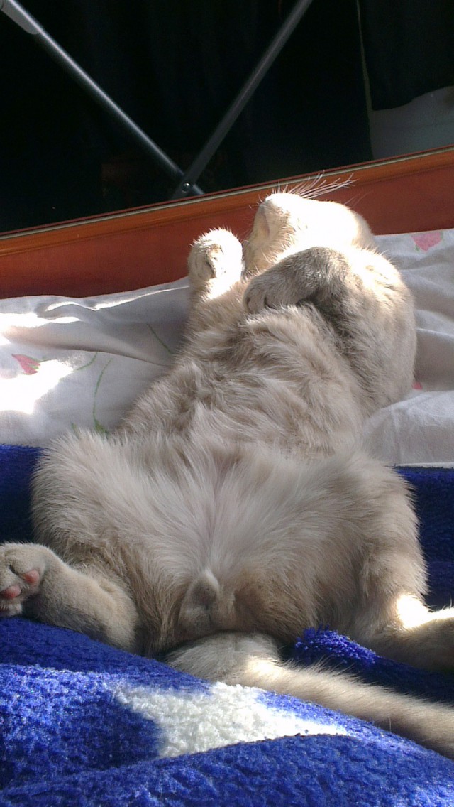 Котовторник 01.04.2014