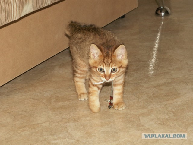 Котовторник 15.07.2014.