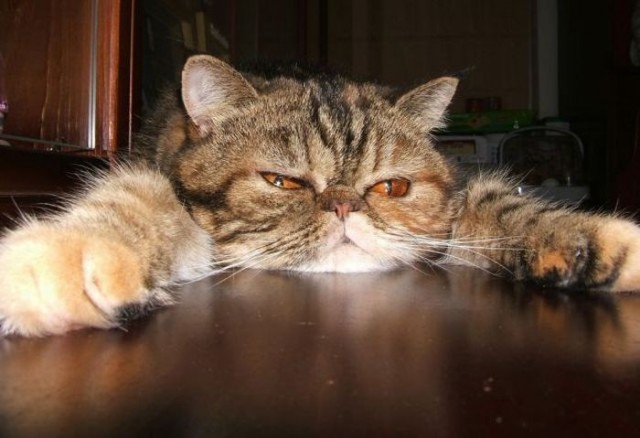 Рисованный котовторник