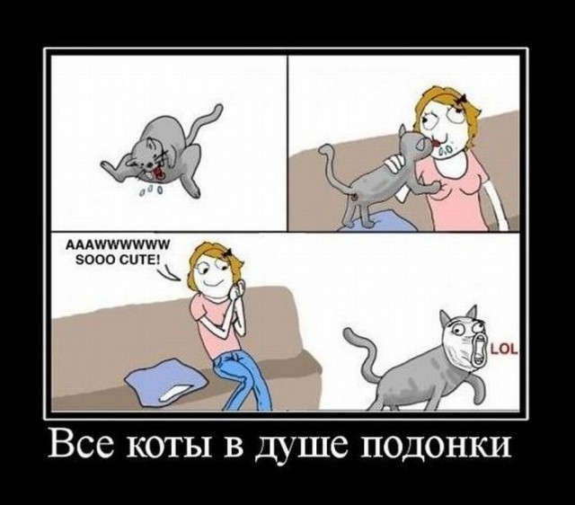 котэ-троль